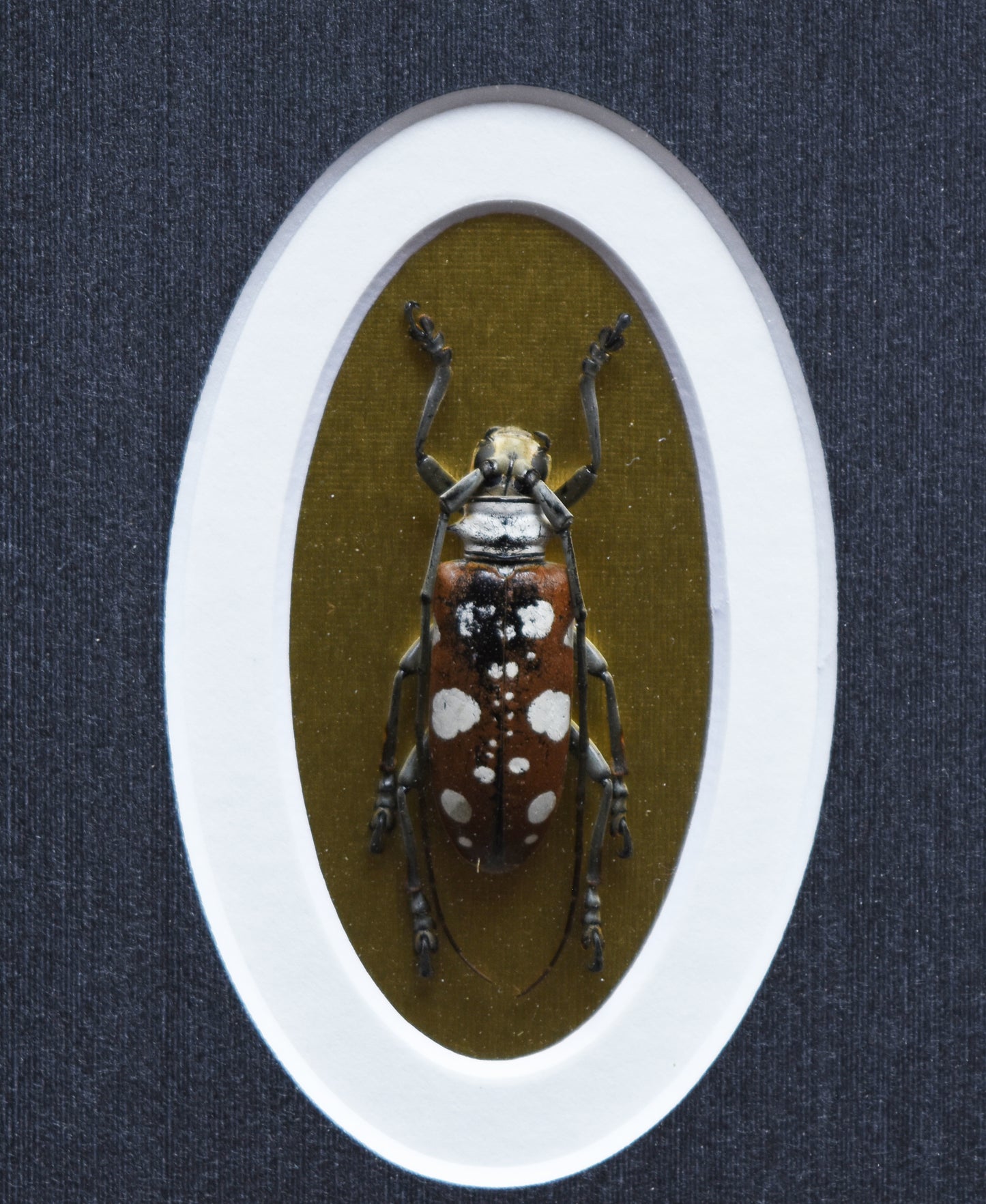 Long Horn Beetle