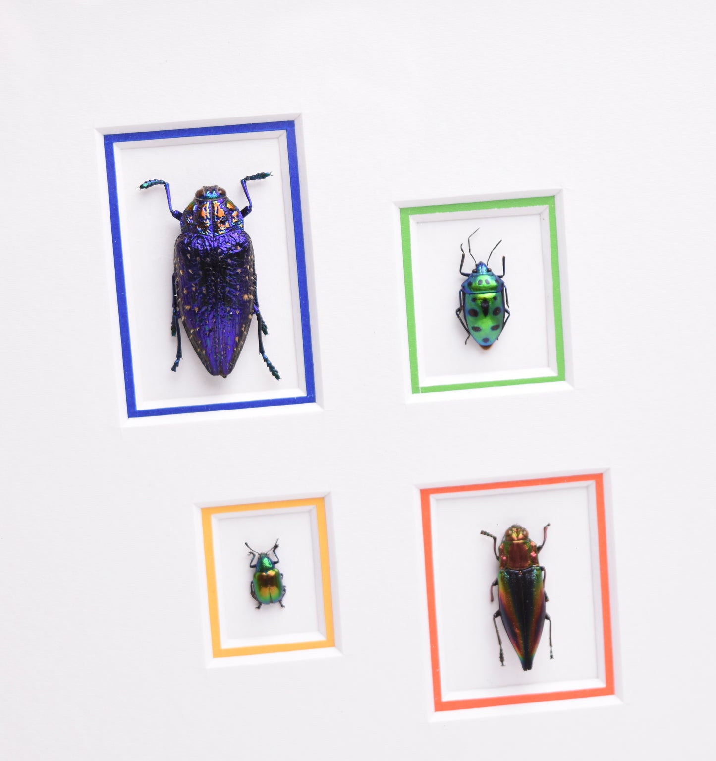 4 Jeweled Beetles